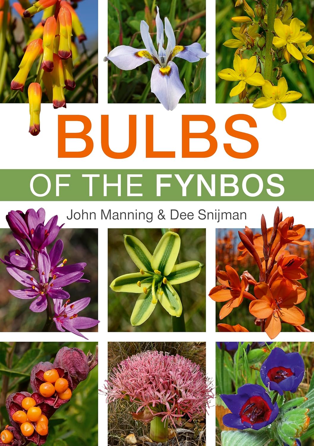 Bulbs of the fynbos